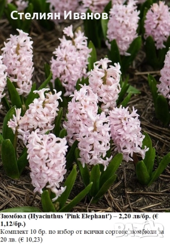 СОРТОВИ ЗЮМБЮЛИ - ЛУКОВИЦИ, снимка 4 - Сортови семена и луковици - 52372807