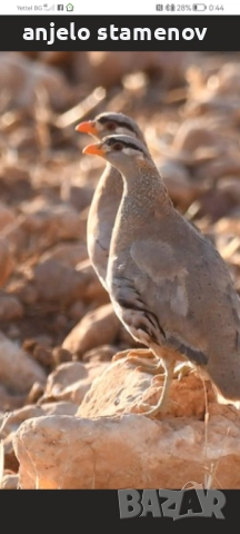 Персийска пустинна яребица , снимка 2 - други­ - 52923845