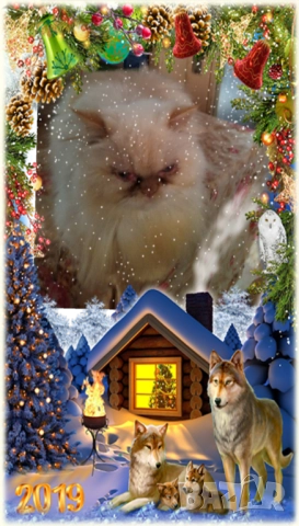 Ваксинирани персийски дългокосмести котки с ЕС паспорти,микрочипирани! , снимка 15 - Персийска - 45572562