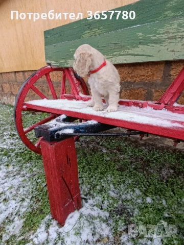 Американски кокер шпанол, снимка 2 - Кокер шпаньол - 52895644