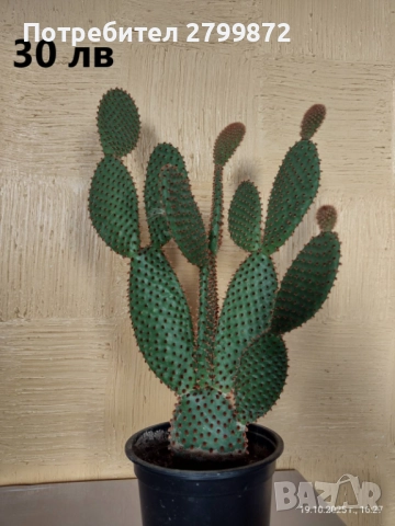 Опунция микродазис, Ешеверия, Граптопеталум