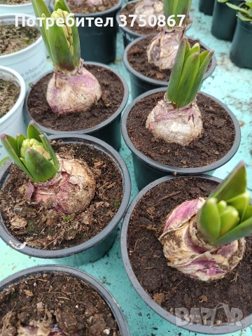 🌸🌿💞 Зюмбюл в саксия (Hyacinthus), снимка 15 - Градински цветя и растения - 53385103