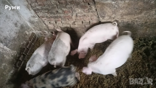 Продавам прасенца, снимка 6 - Прасета - 52672895