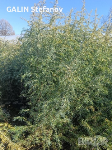 хималски кедър 