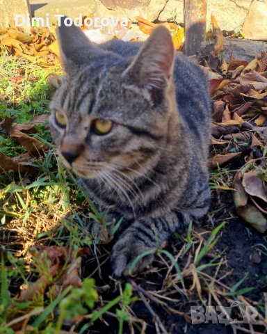 ✨ Сеньор и Тайгър търсят своя дом ✨, снимка 6 - Други - 52284340