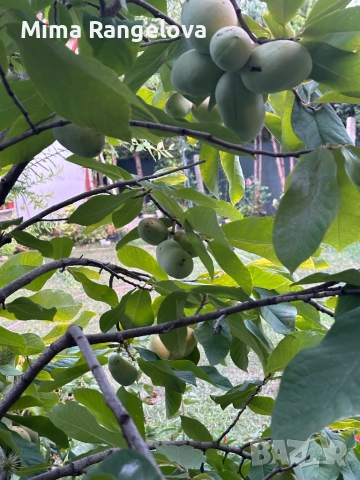 Асимина трилоба, снимка 1