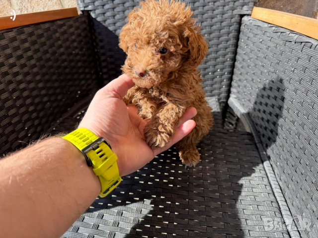 Мини Пудели Актуално от 19.2.2026