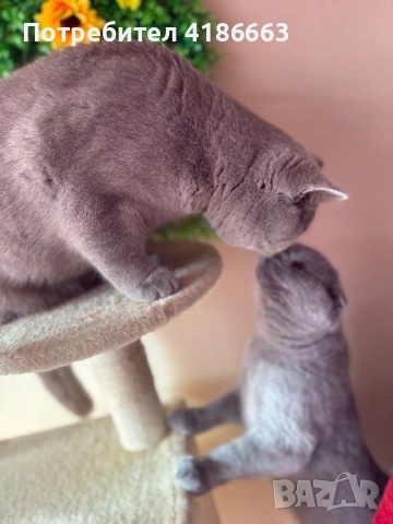 Късокосмест британец за разплод, снимка 8 - Британска късокосместа - 52215816