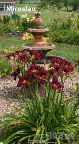 Хамерокалис (Дневна лилия), снимка 3 - Градински цветя и растения - 37211431