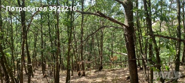 Продавам 100дка гора 