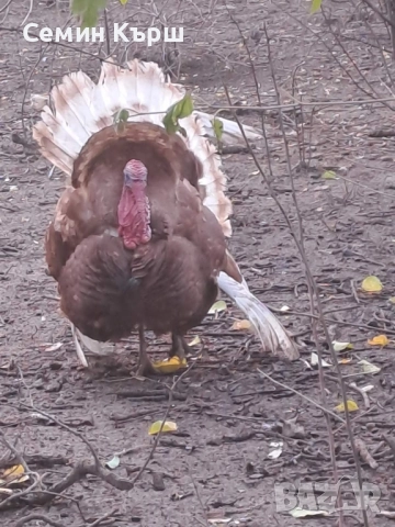 Пуйки Ред Бърбън, снимка 10 - Кокошки и пуйки - 52122158