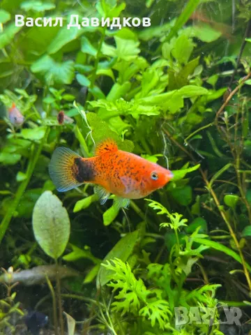 Плати микс , снимка 4 - Рибки - 48361872