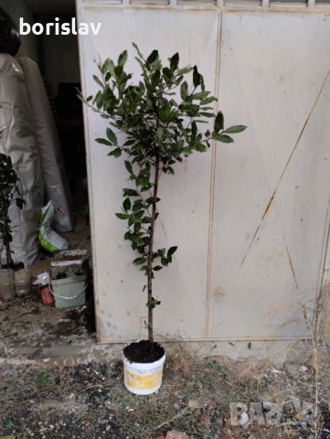 Промоция на дафинов лист - лаврово дърво, снимка 6 - Стайни растения - 14936605