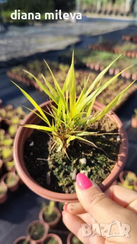  Хаконехлоа, Японска плачеща трева, Hakonechloa macra ALL GOLD, снимка 13 - Градински цветя и растения - 43401522