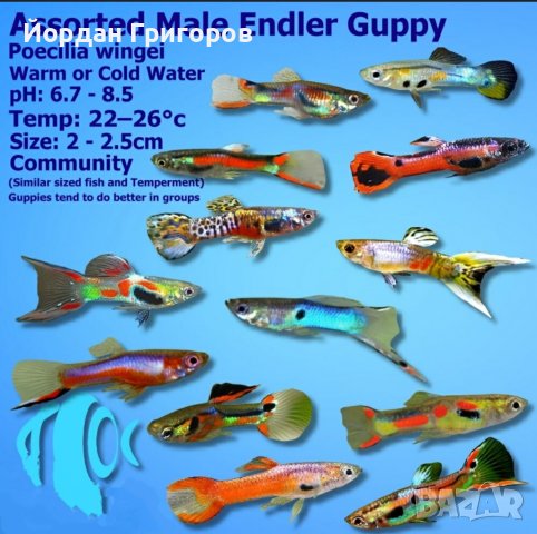 Гупи Ендлер - различни цветове, собствено производство, снимка 1 - Рибки - 39842226