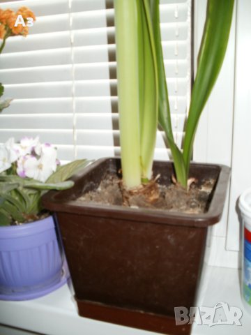 Продавам цветя Амарилис, преди цъфтеж - бели с червени ивици, снимка 4 - Стайни растения - 43359621