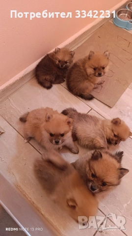 ПОМЕРАН ЗА РАЗПЛОД , снимка 9 - Търси партньор - 51894638