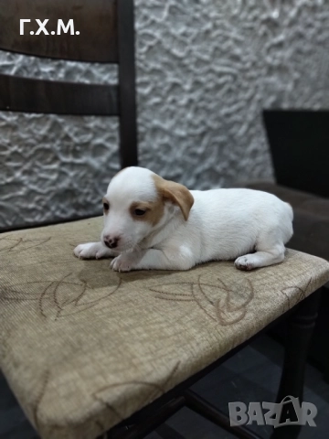 Джак ръсел , снимка 6 - Джак ръсел териер - 52470681