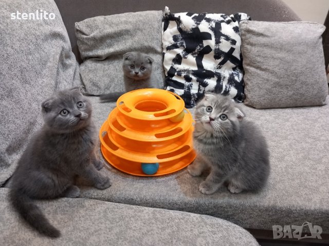Шотландски клепоухи котенца на 2 месеца, снимка 7 - Британска късокосместа - 39100170