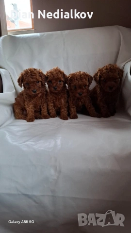 Той пудел / Теа Къп ., снимка 6 - Пудели - 53343824