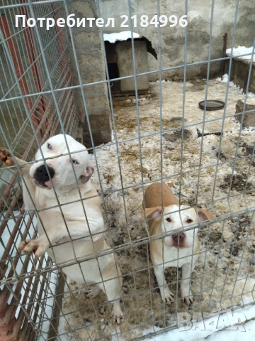 5месечни с три ваксини сладури, снимка 3 - Питбул - 52815395