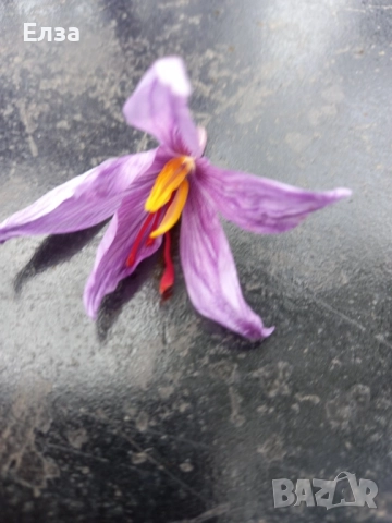 Шафран , снимка 5 - Сортови семена и луковици - 52334370