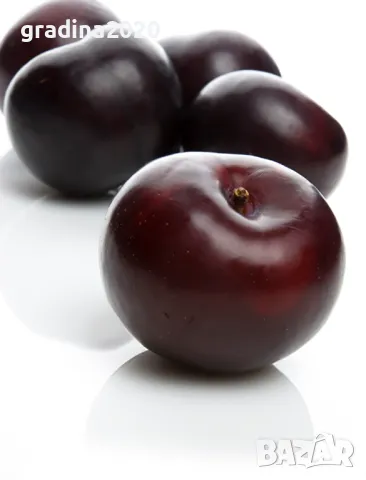 Слива - Анджелино Най едрия сорт сливи, снимка 3 - Стайни растения - 48059289