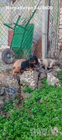 Малки пинчери , снимка 2 - Пинчер - 53161909