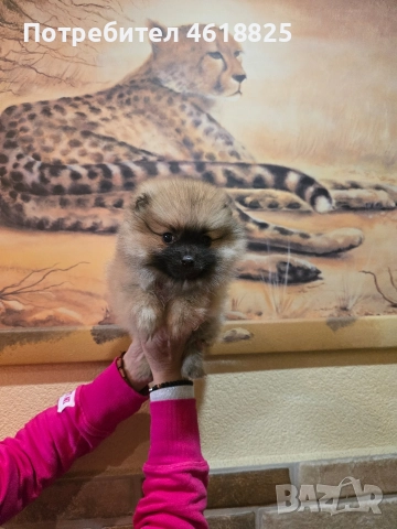 Померан женски , снимка 3 - Померан - 52942075