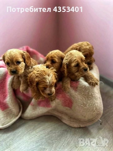 продават се, снимка 8 - Кокер шпаньол - 53135236