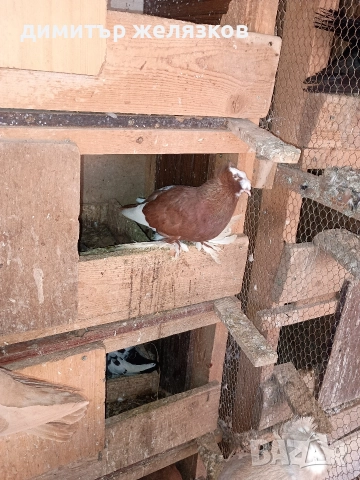 Гълъби демкежи, снимка 4 - Гълъби - 49071204