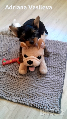 Йоркширски териер , снимка 3 - Йоркширски териер - 52909668