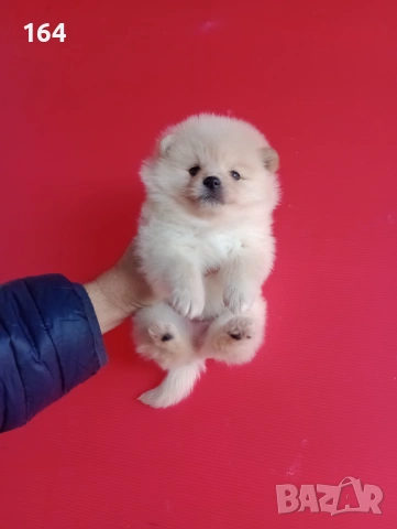 Прекрасен избор на Померанчета. Мъжки и женски Померани. Реални снимки от 12.01.26 г., снимка 8 - Померан - 53027724