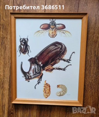 Винтидж принт на бръмбар в дървена рамка