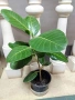 Фикус Ficus indica, снимка 2