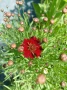Coreopsis red satin(Кореопсис Червен сатен), снимка 2