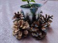Мандаринови дръвчета с коледна декорация от шишарки , снимка 1 - Градински цветя и растения - 43237402