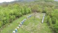 Пчелен мед от Балкана! Български пчелен мед "Горски букет", снимка 5