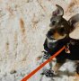 Обувки за куче сняг/дъжд аксесоари за домашни любимци , снимка 5