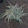 Juniperus sq. Blue Spider(Юниперус Син паяк), снимка 1 - Градински цветя и растения - 43760441