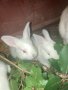 Зайци, снимка 1 - Други животни - 38379387