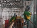 Сенегалски папагали чифт , снимка 1