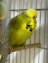 Разпродавам папагали, снимка 5