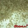 Продавам 400 семена от медоносно дърво пауловния томентоса за пчелари дървен материал сянка на двора, снимка 8
