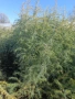 хималски кедър , снимка 1