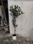 Промоция на дафинов лист - лаврово дърво, снимка 6
