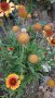 Продавам цветя Гайлардия - разсад (корен с издънки и стъбло), снимка 1 - Градински цветя и растения - 26029276