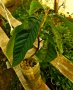Японска мушмула, снимка 1 - Стайни растения - 37203054