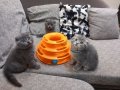Шотландски клепоухи котенца на 2 месеца, снимка 11