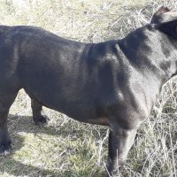 Американско Були Покет за РАЗПЛОД - АБКЦ / American Bully Pocket Open for Stud - ABKC, снимка 5 - Други - 35341335